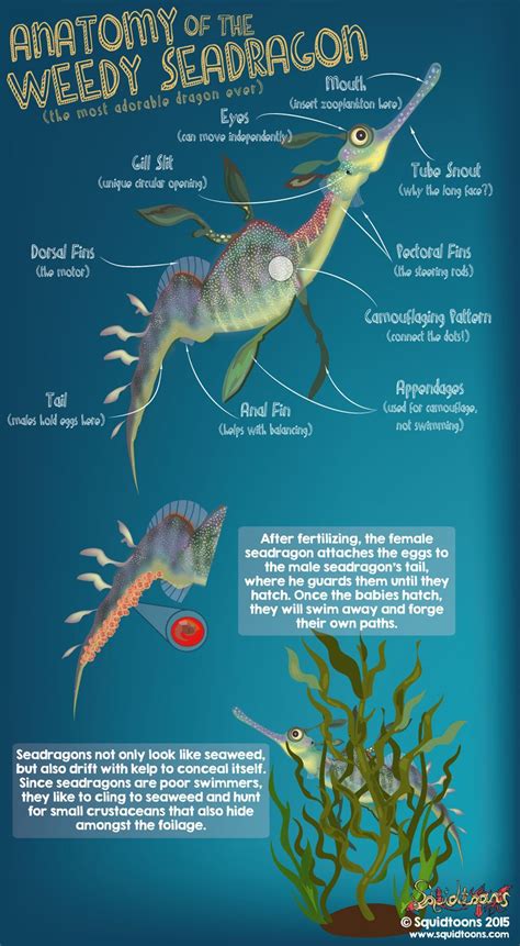 common seadragon anatomy.